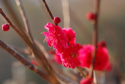 紅梅