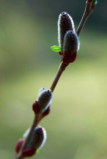 芽吹き