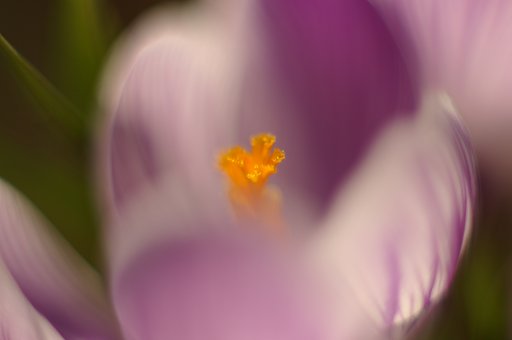 SMC-TAKUMAR 50mm F1.4&KENKO Pz-AF UNIPLUS TUBE25