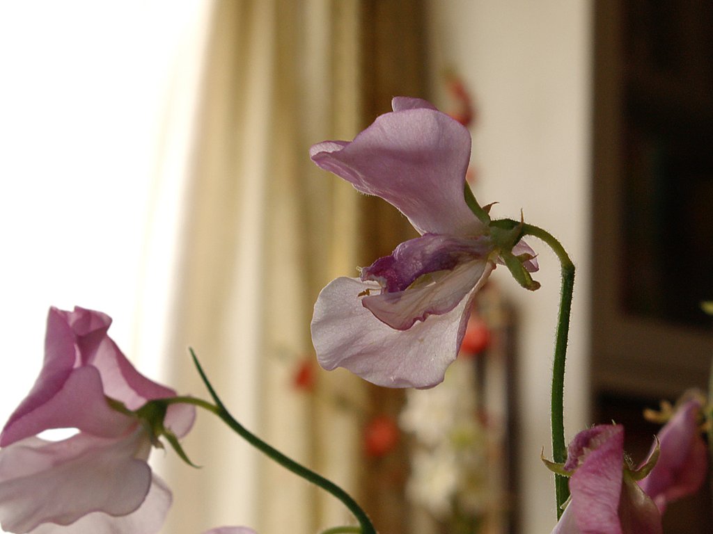 ピンクの花の撮影