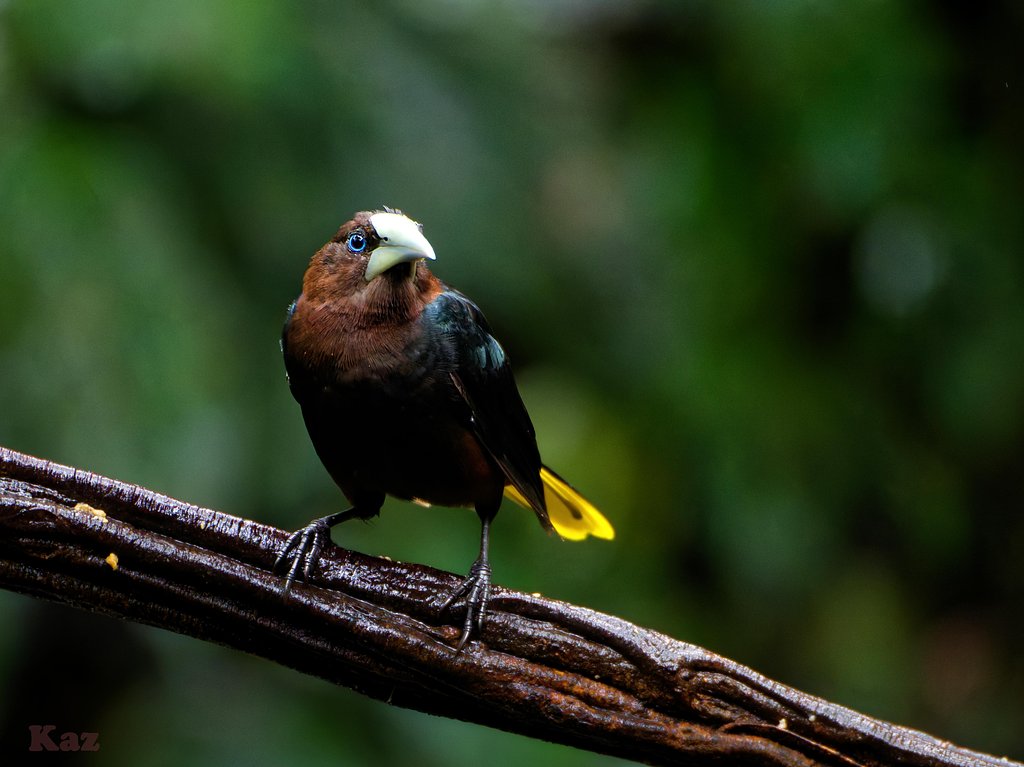 Costa Rica 28