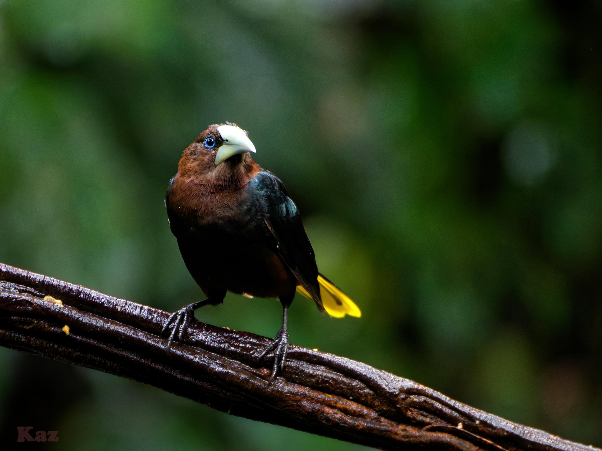 Costa Rica 28