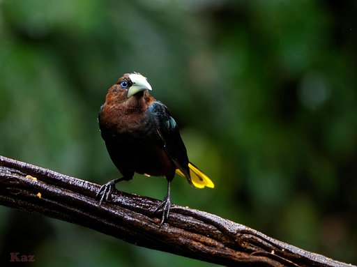 Costa Rica 28