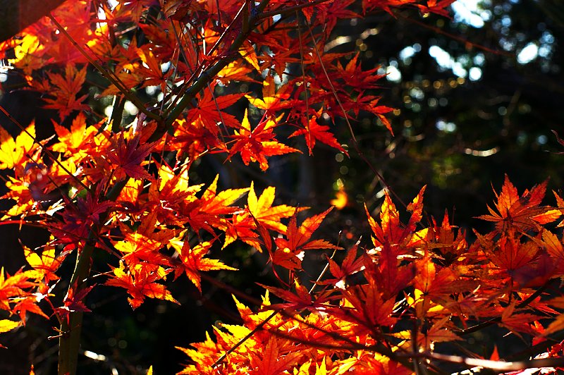 年を越した紅葉