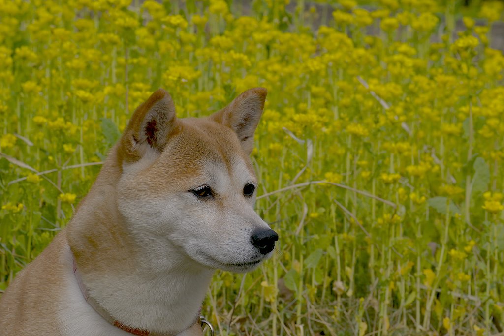 【花】今度は菜の花と万里！