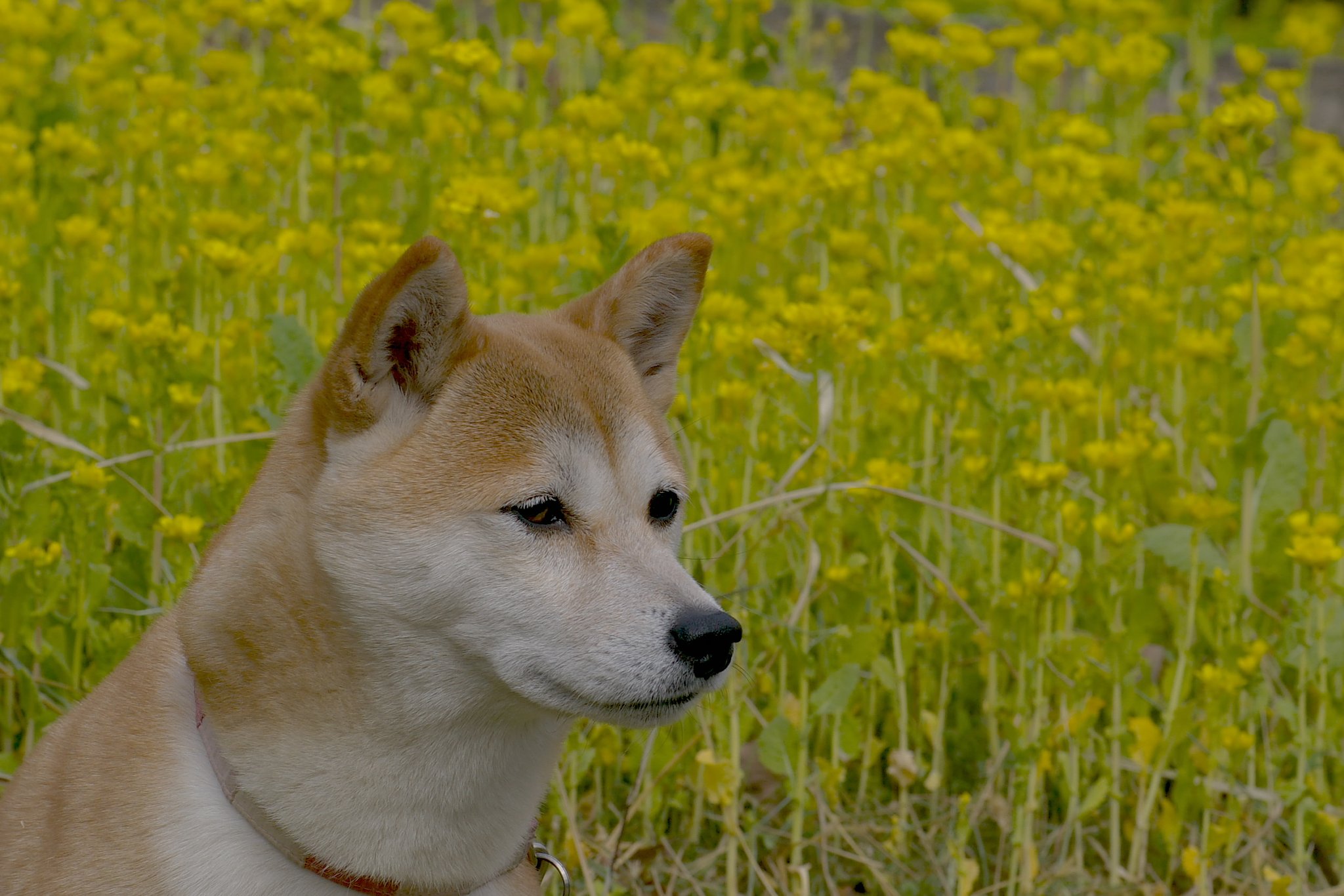 【花】今度は菜の花と万里！