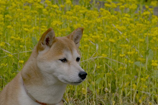 【花】今度は菜の花と万里！
