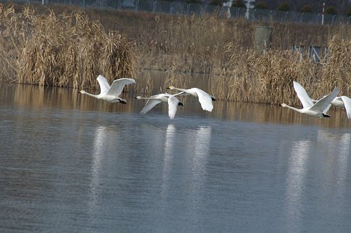 さすが！鳥様！！
