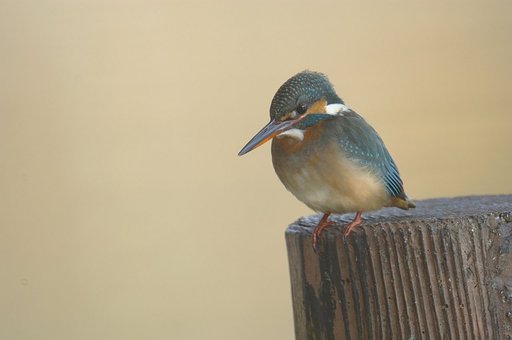 カワちゃん♪〜