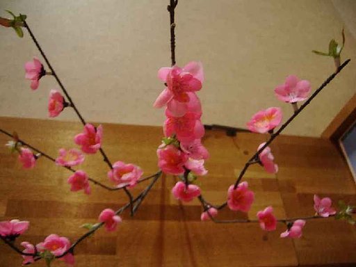一応サクラです