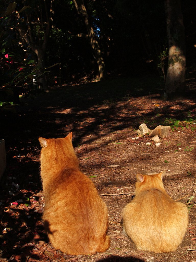 【寒】真冬のひなたぼっこ