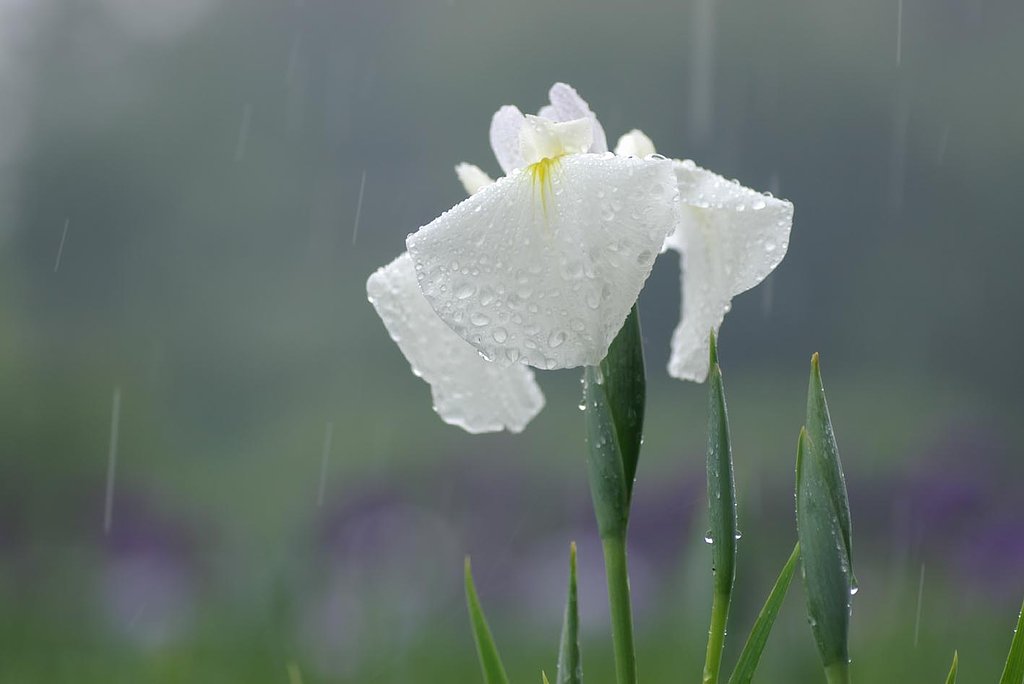 雨のハナショウブ