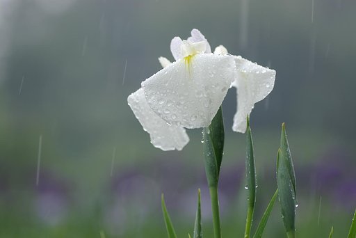 雨のハナショウブ