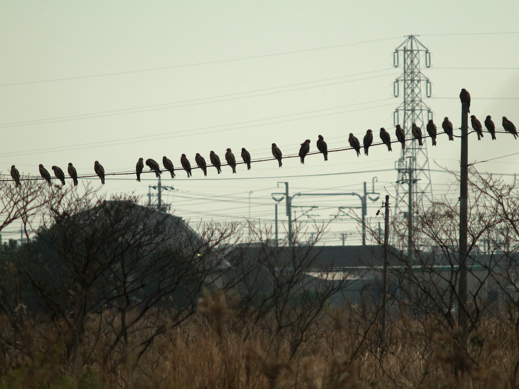 電柱鳶から電線鳶