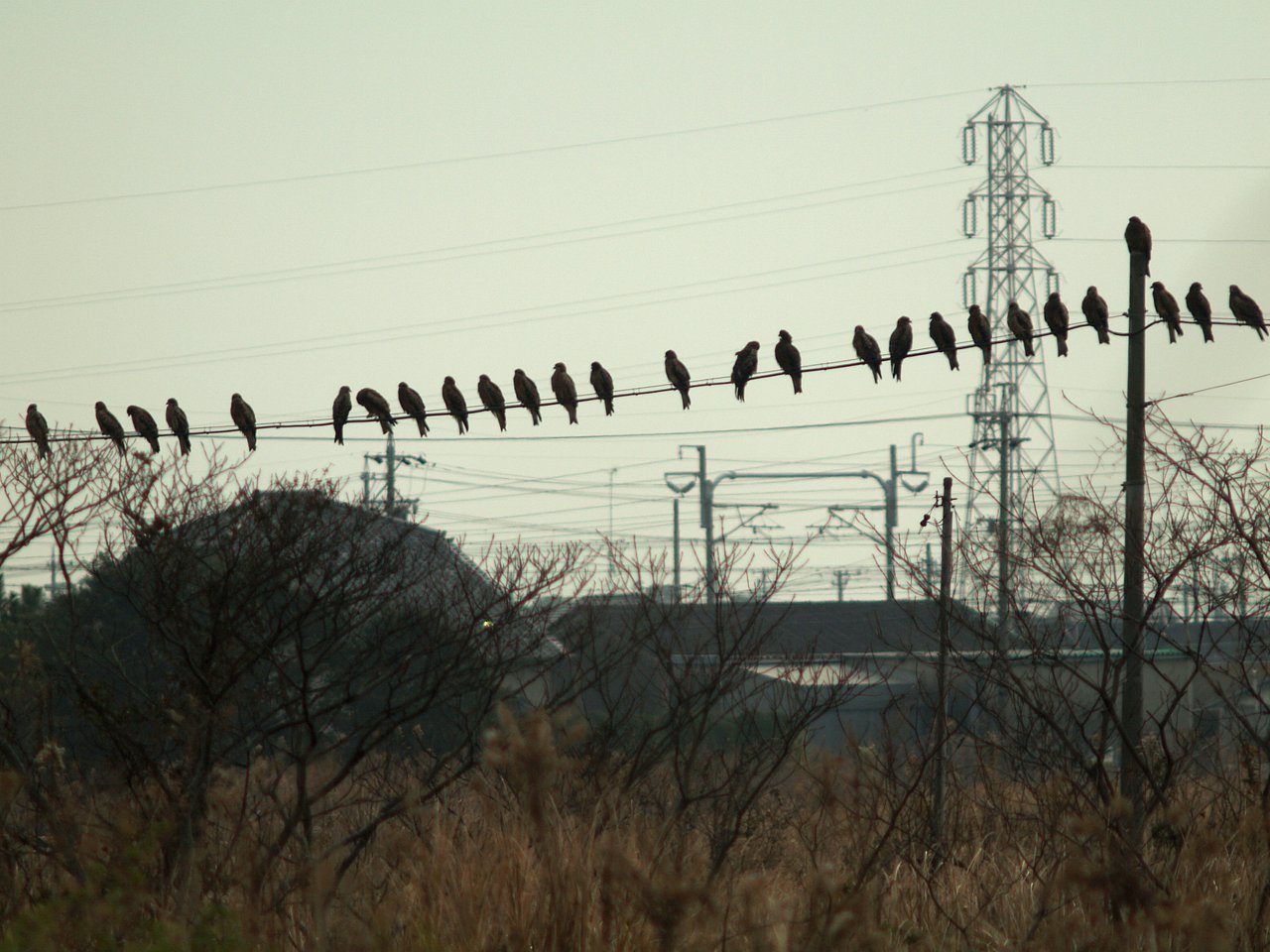 電柱鳶から電線鳶