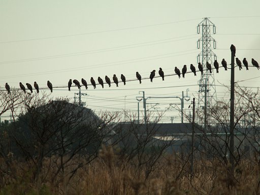 電柱鳶から電線鳶