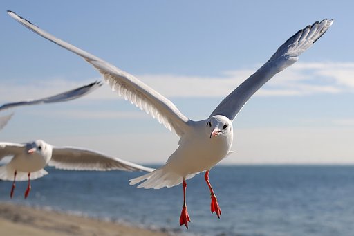 カモメ