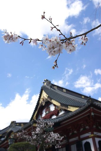 開花宣言！