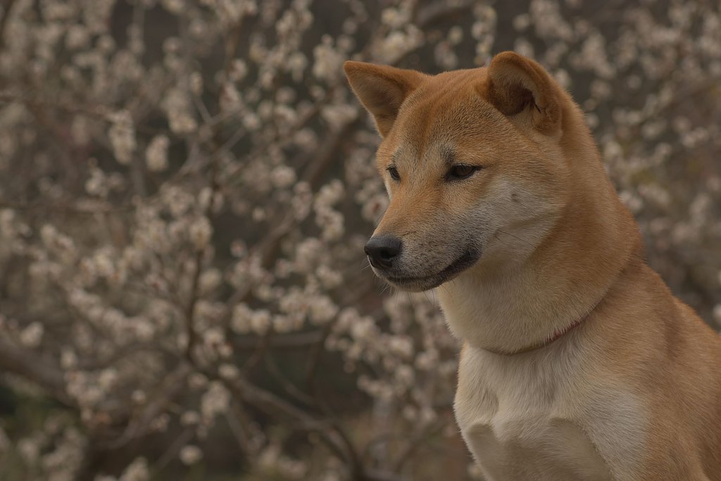 【花】疾風だって負けないもん！