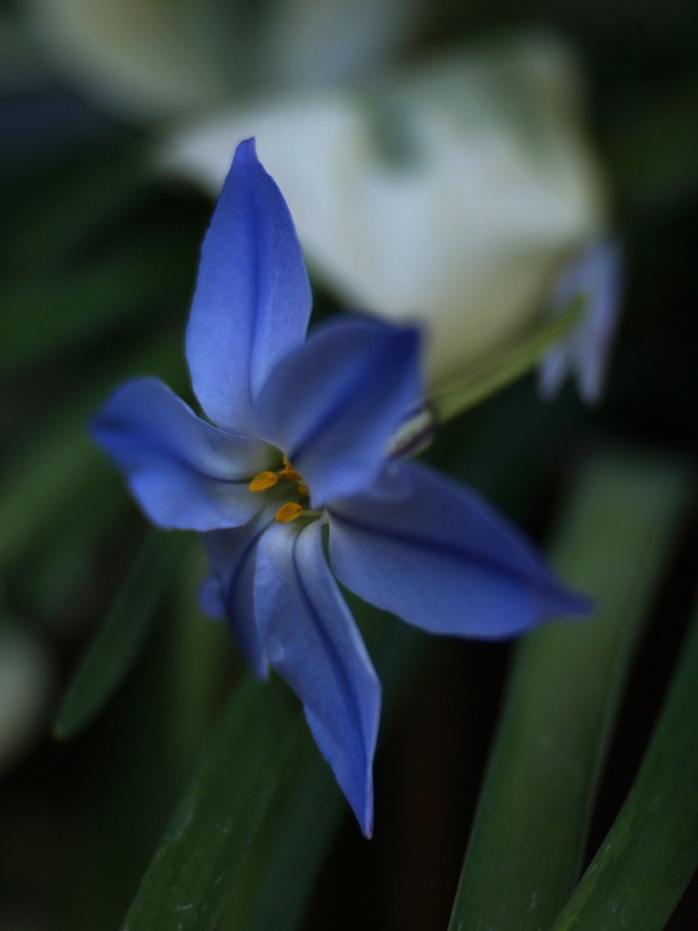 【花】ハナニラ