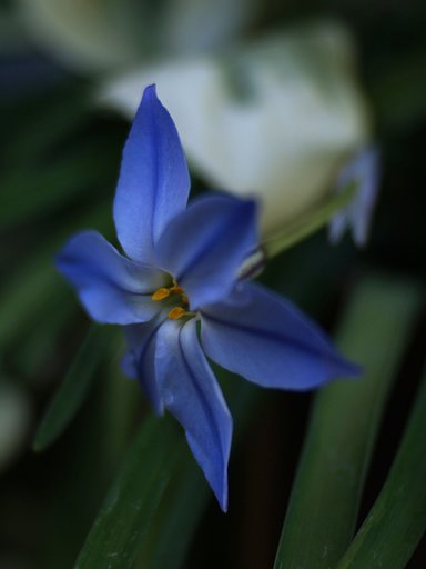 【花】ハナニラ