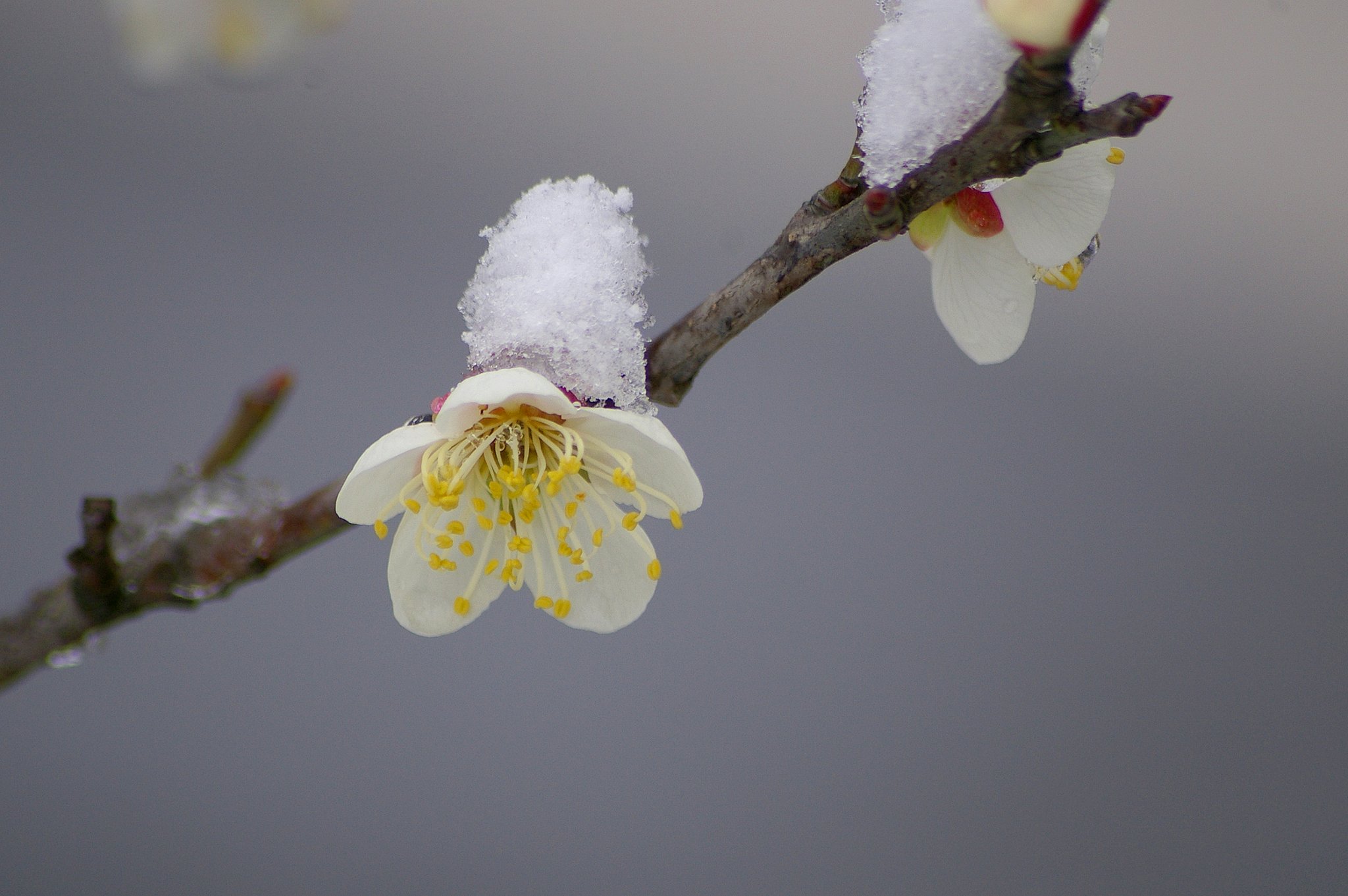 弥生の雪