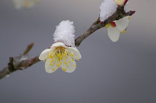 弥生の雪