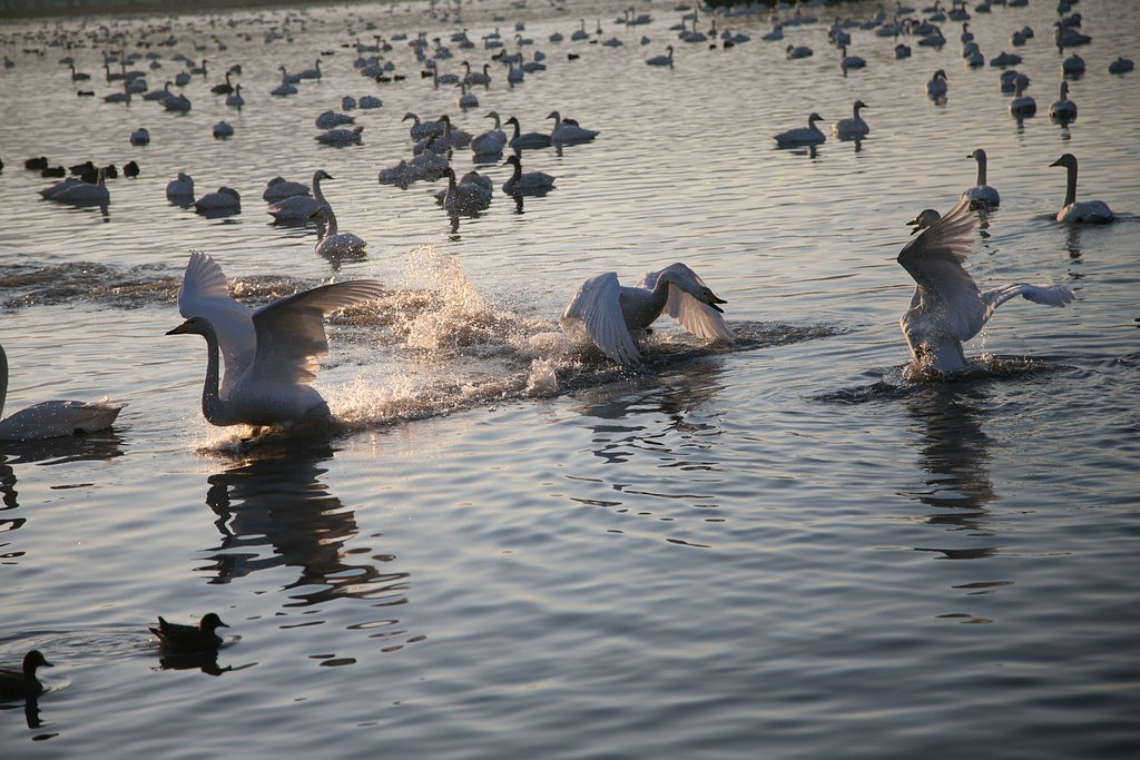 白鳥の滑走