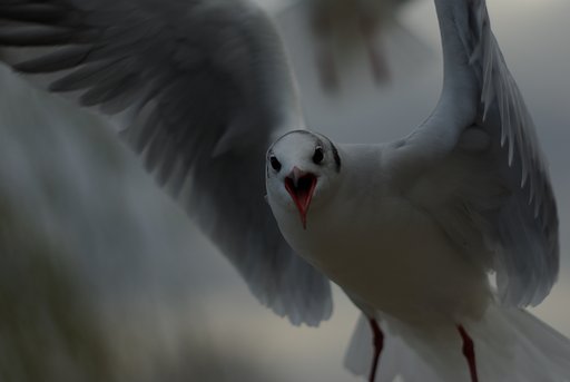ノーファインダー