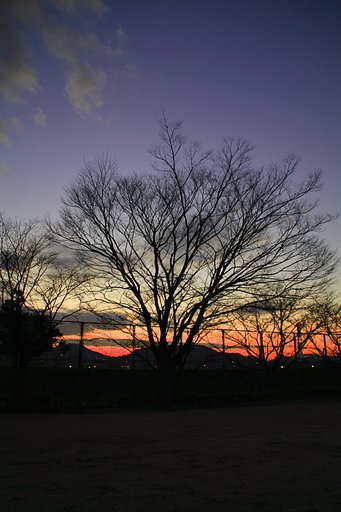 [寒]冬枯れの樹（その６）