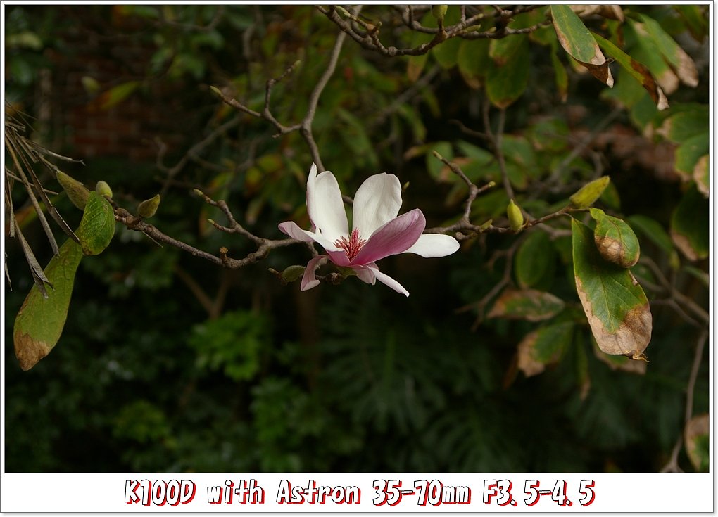牡丹の花？