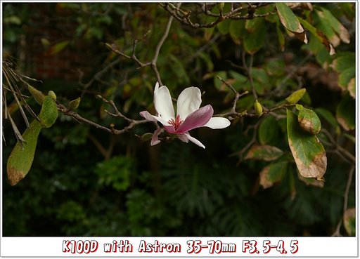 牡丹の花？