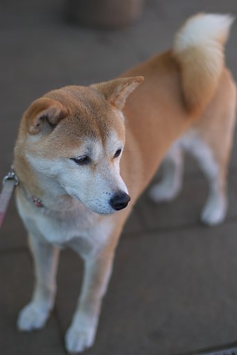 足元にいる愛犬