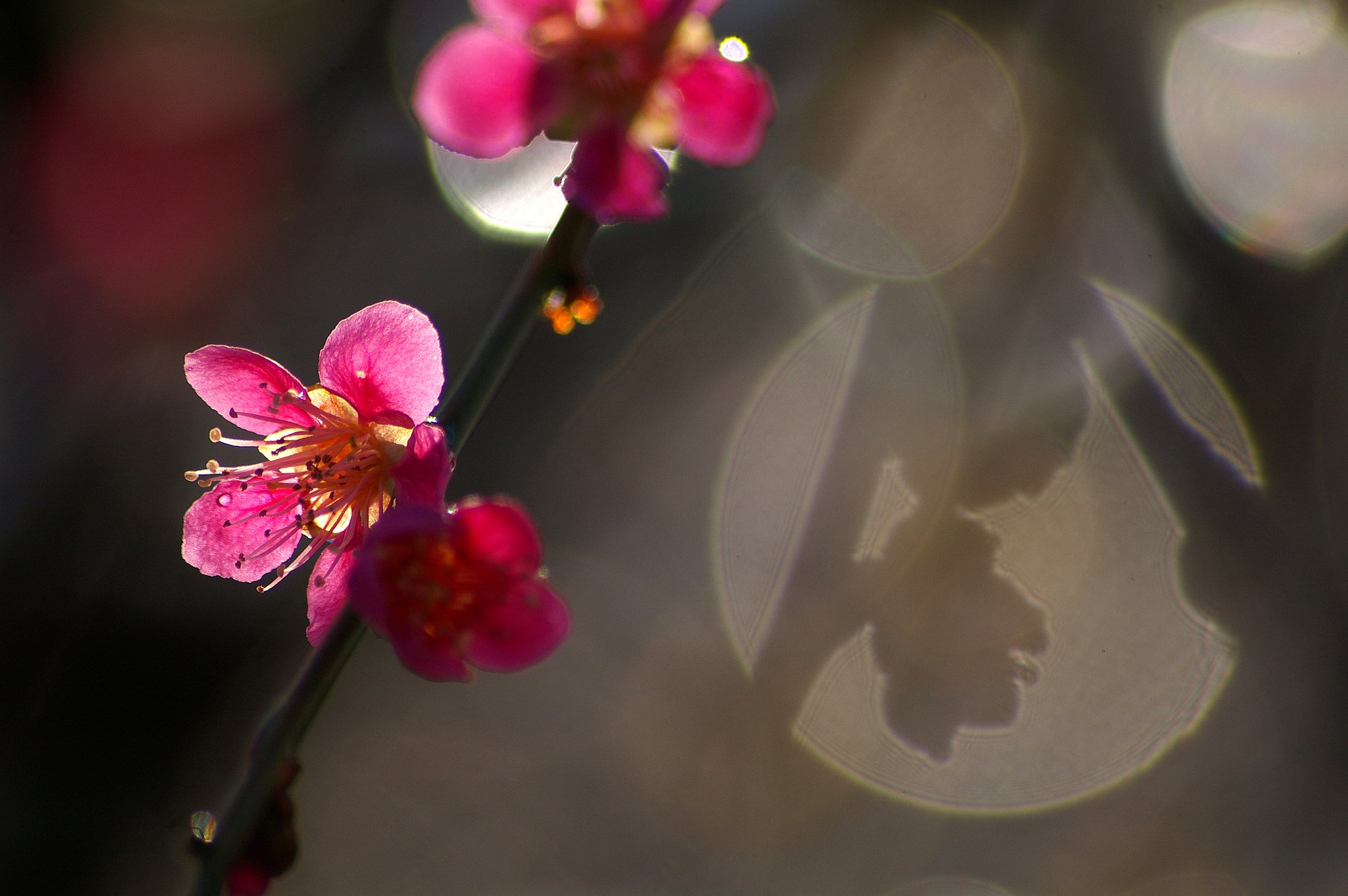 光戯れて
