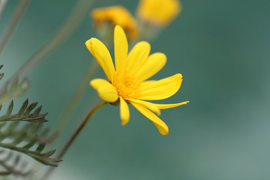 黄色の花
