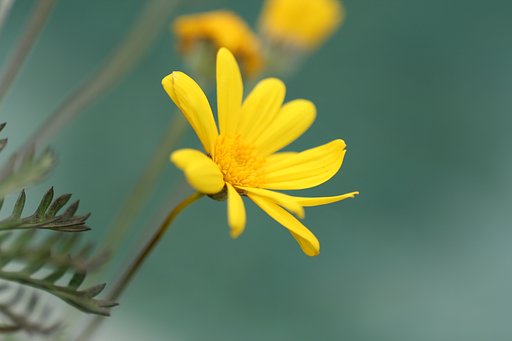 黄色の花