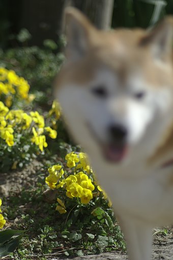 【花】個体差