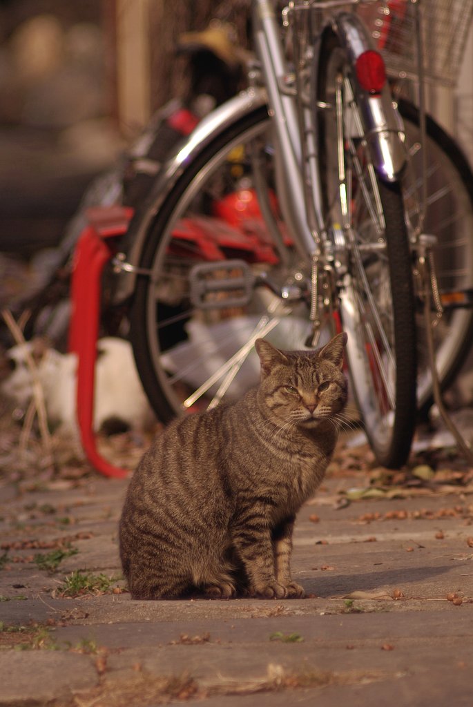 猫町