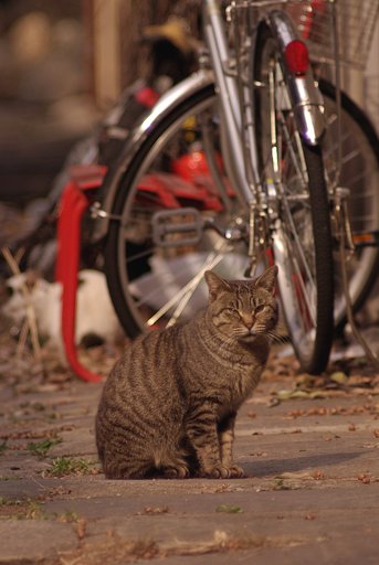 猫町