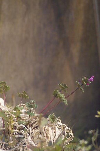 【花】道ばた生花展
