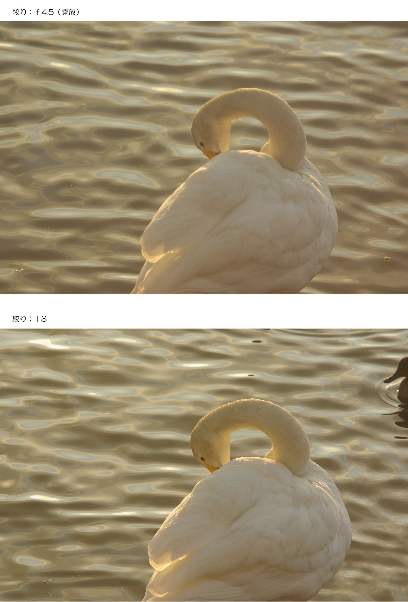 シュタインハイル　200mm　ｆ4.5