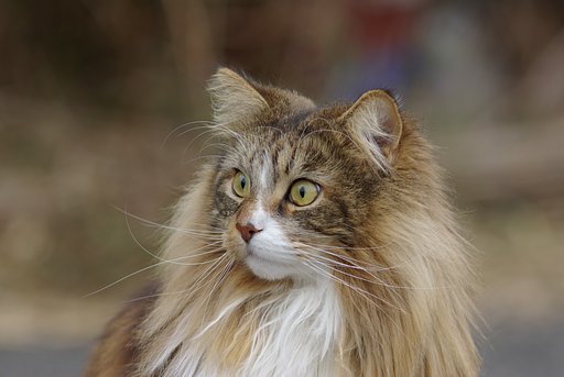 200猫