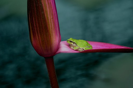 考ガエル