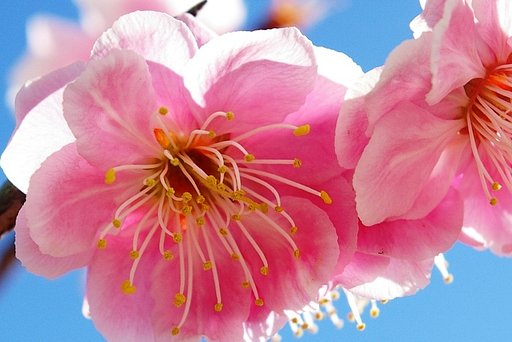 ピンクの花の撮影No3