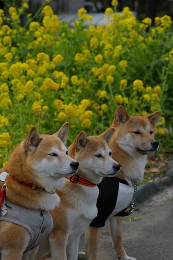 【花】なんぼでも出します。犬たちと菜の花