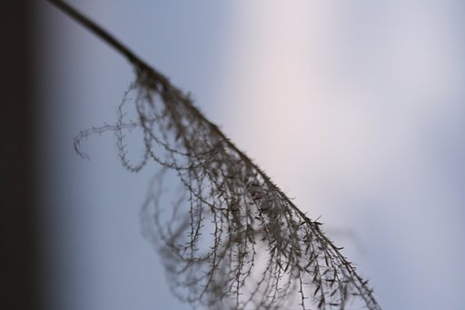 【花】尾花