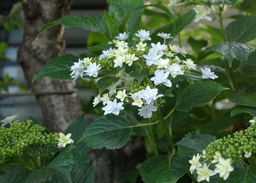 隅田の花火