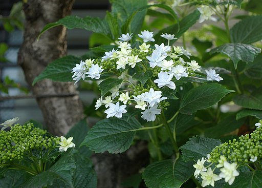 隅田の花火