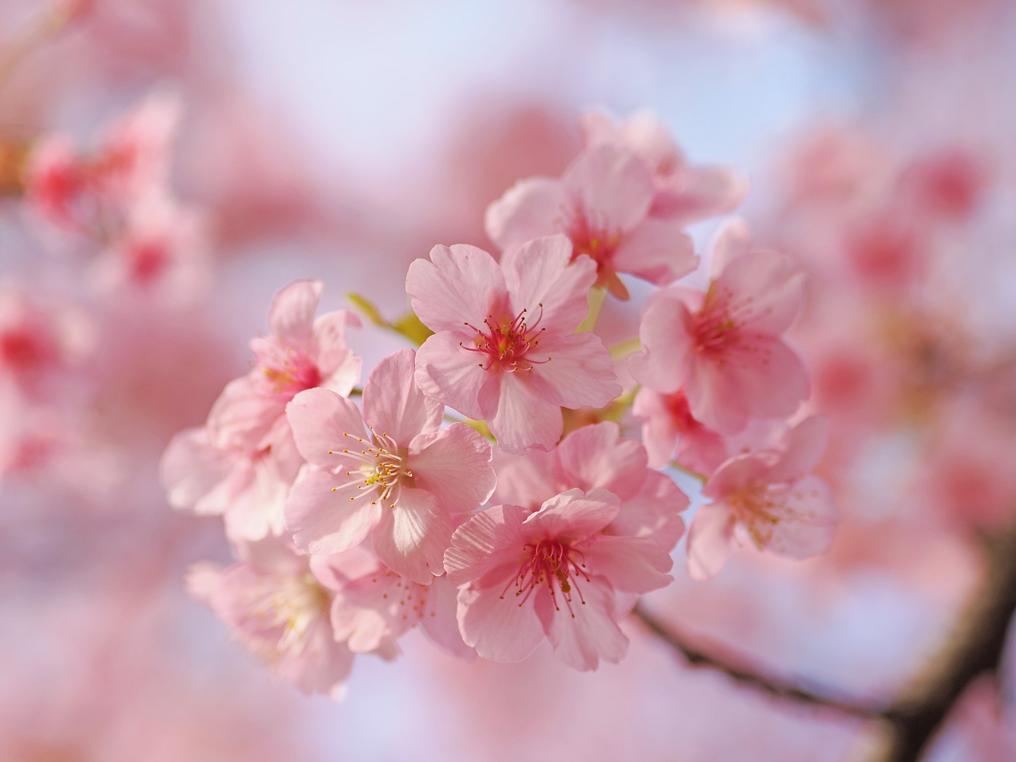 桜のポートレート