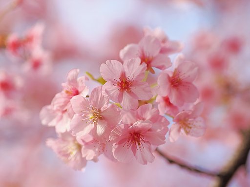 桜のポートレート